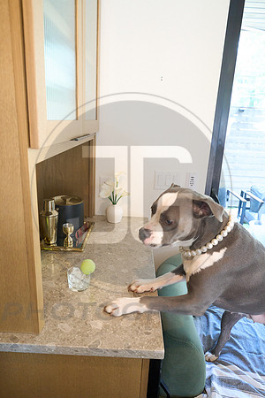20250805_LoveABull207574