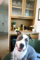 20250805_LoveABull207466